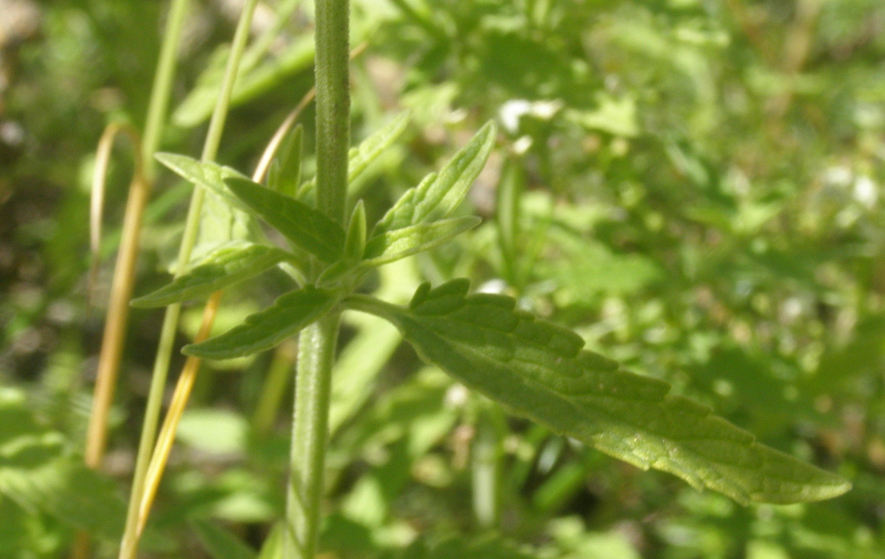 Nepeta nepetella / Gattaia minore